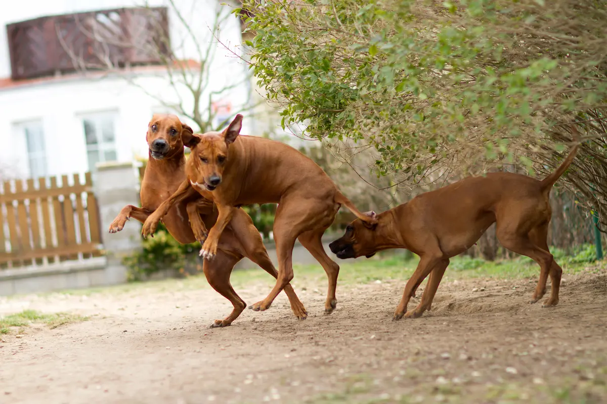 Naši psi - Rhodéský ridgeback Oči sfingy