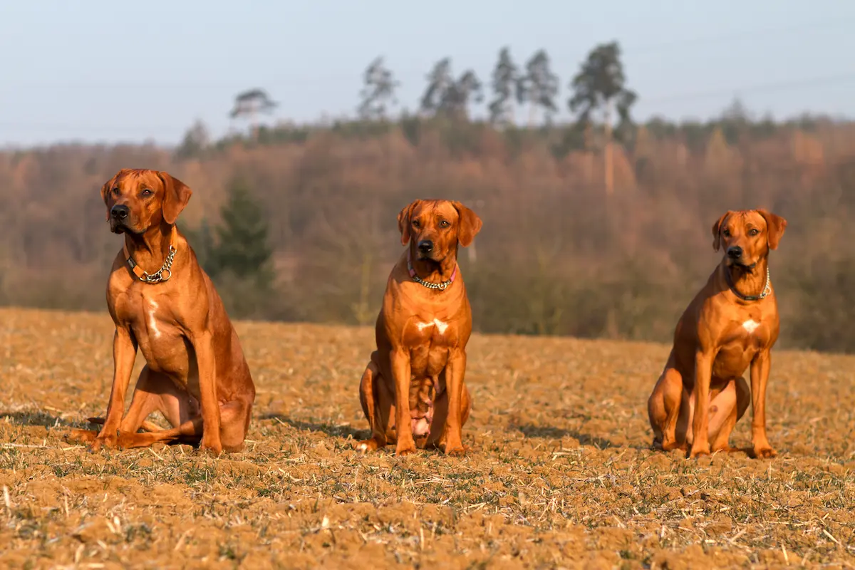 Naši psi - Rhodéský ridgeback Oči sfingy