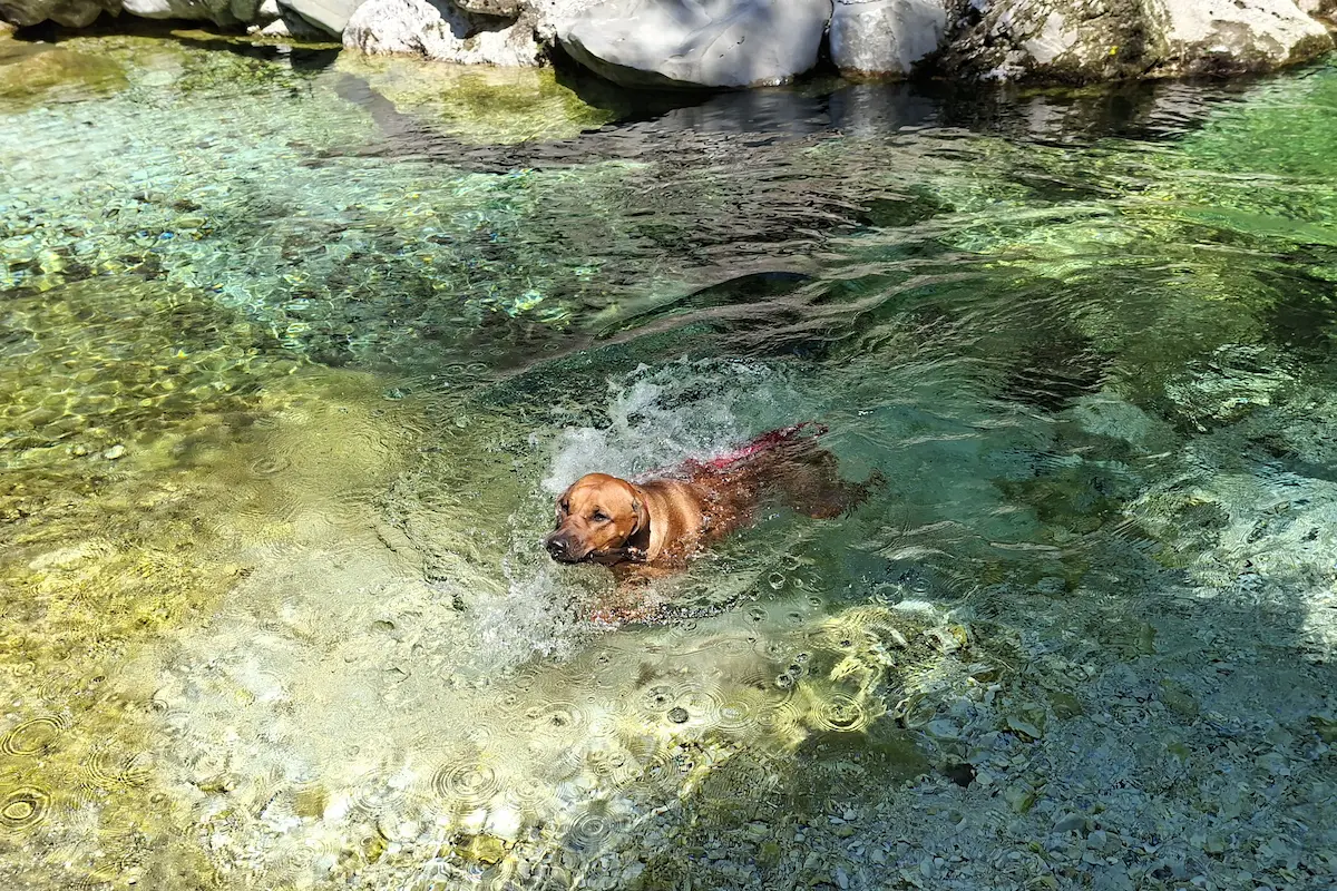 Believe Sweet Sophia - Rhodéský ridgeback
