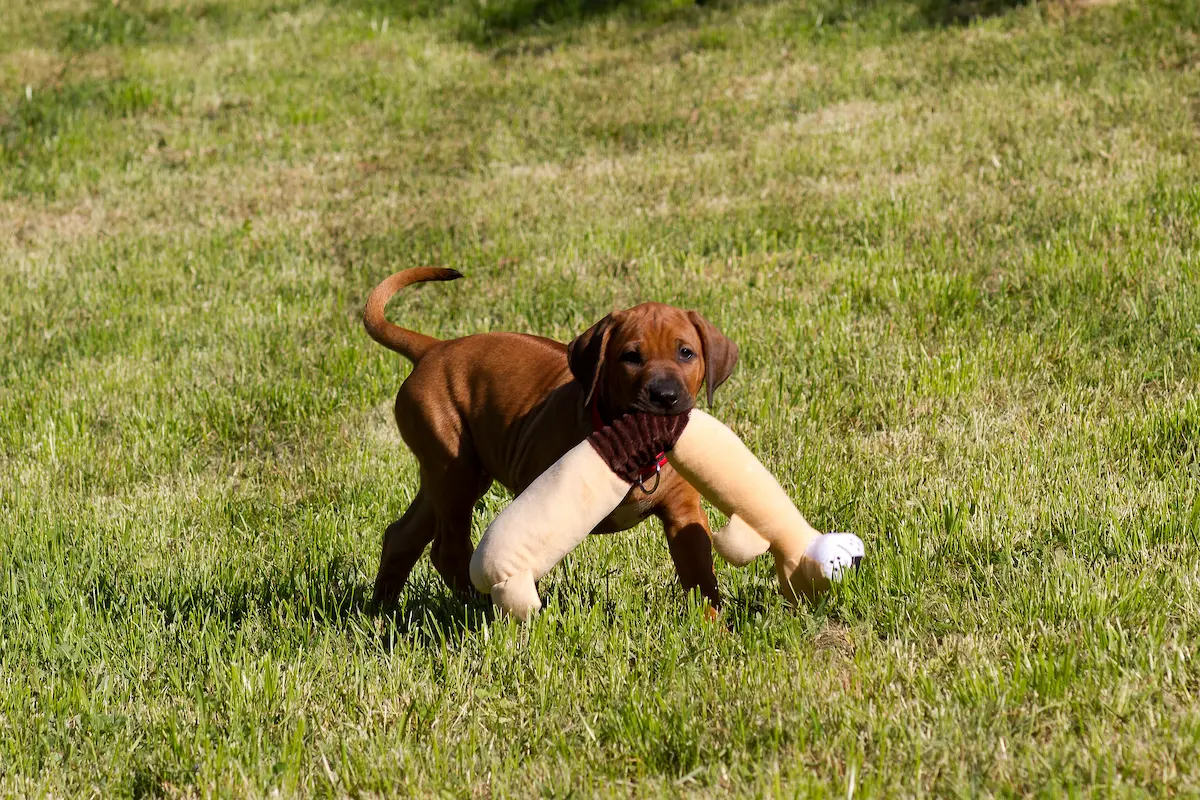 Believe Sweet Sophia jako štěňátko rhodéského ridgebacka