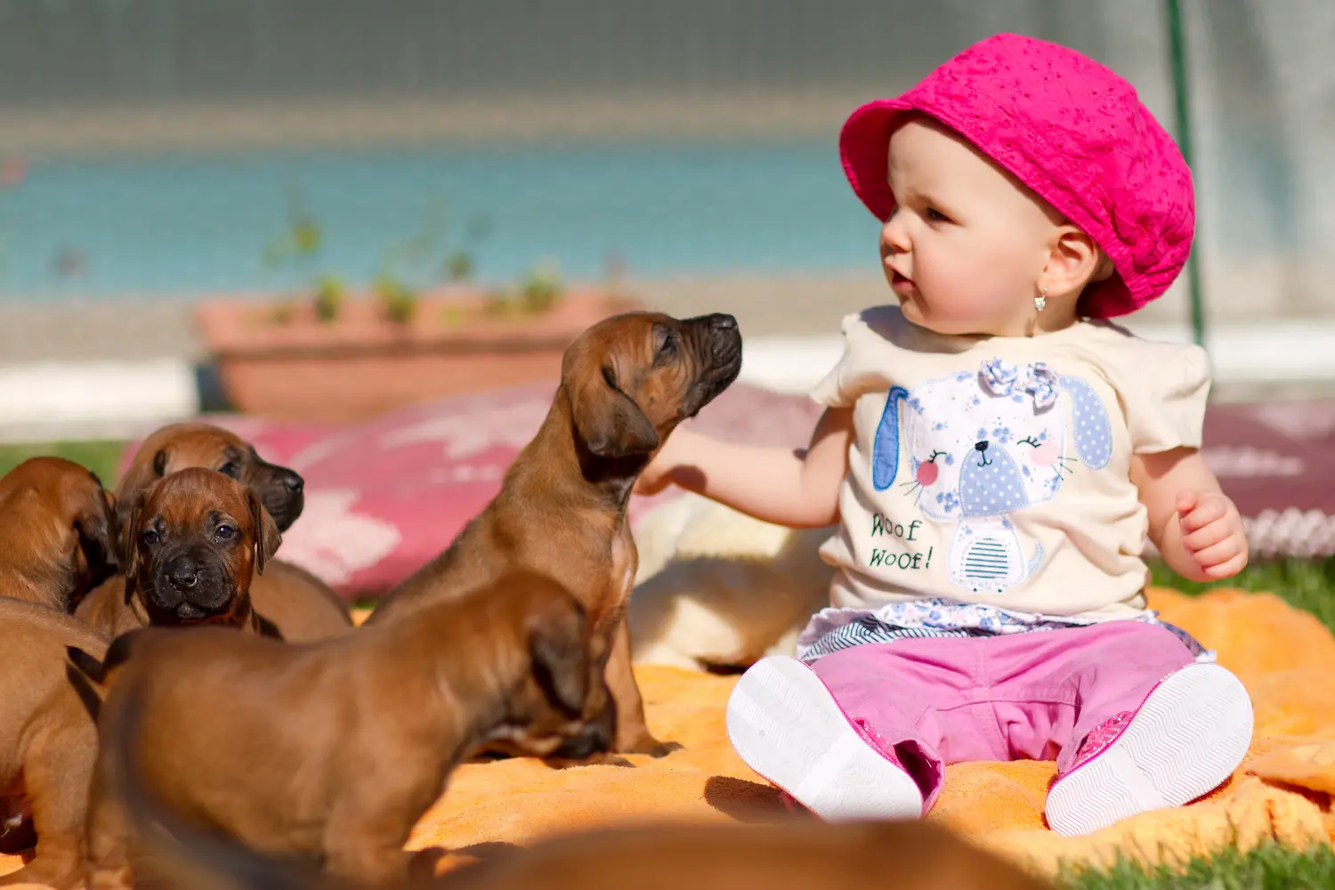 Rhodéský ridgeback štěňata s průkazem původu 2 Stenatka CRYSTAL 2014 2