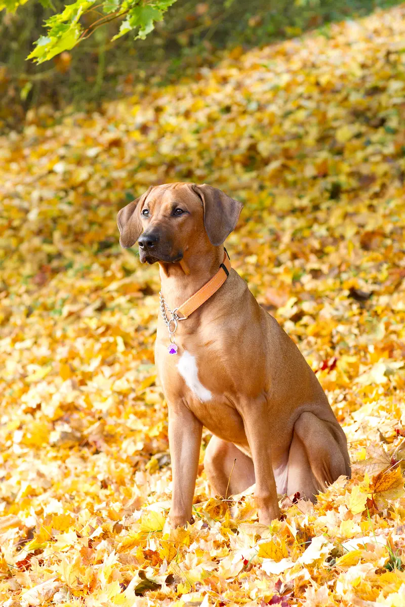 Believe Sweet Sophia - Rhodéský ridgeback