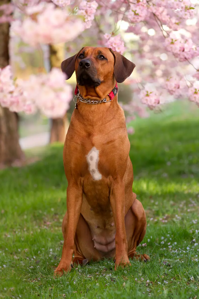Believe Sweet Sophia - Rhodéský ridgeback