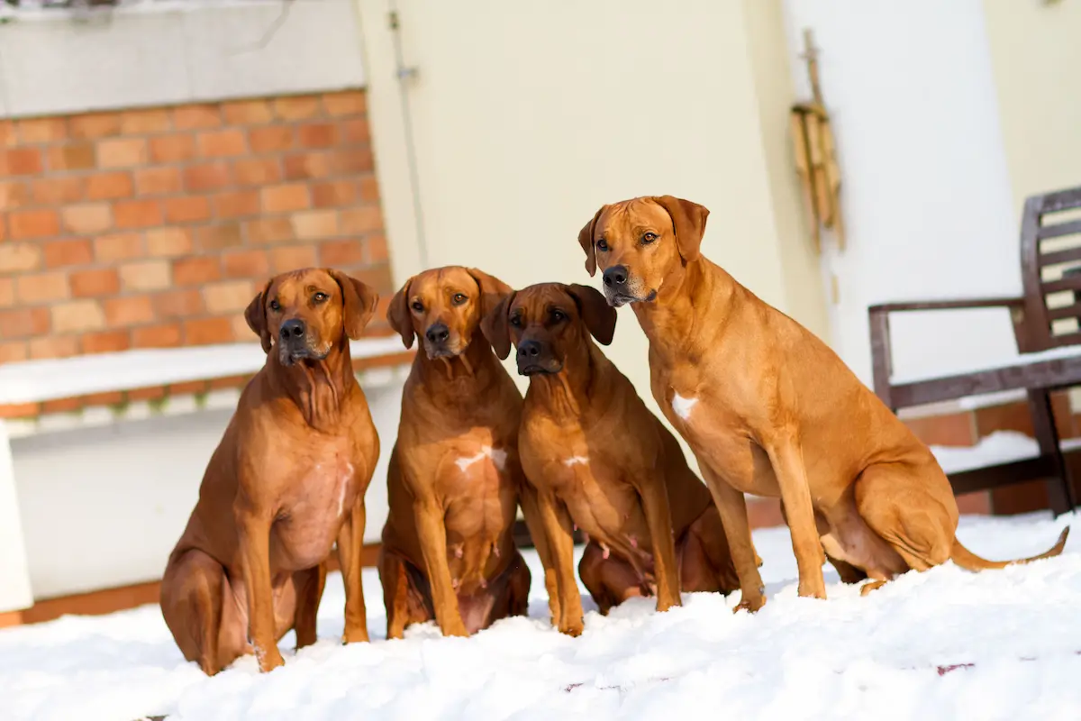 Beauty Tiffany Oči sfingy - Rhodéský ridgeback