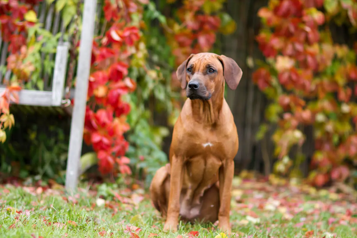 Beauty Tiffany Oči sfingy - Rhodéský ridgeback