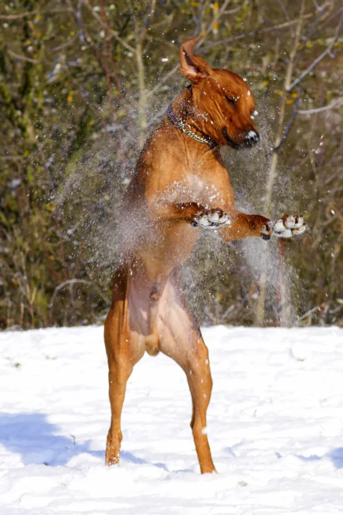 Život s Rhodéským ridgebackem 4 Active Turquoise Oči sfingy - Rhodéský ridgeback