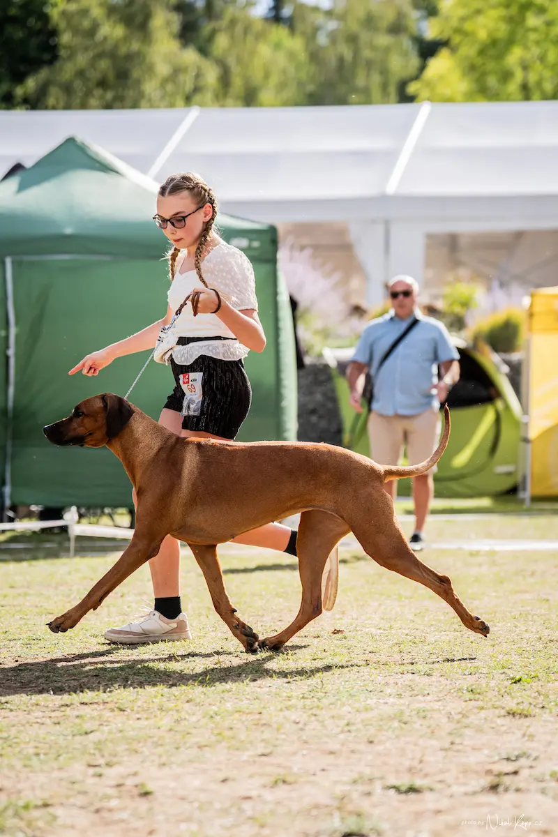 Pohyb Rhodéského ridgebacka